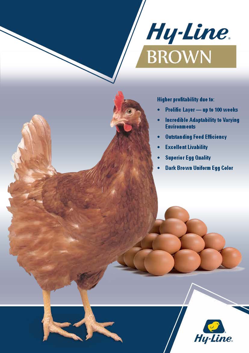 HyLine Brown The World's Most Balanced Brown Egg Layer